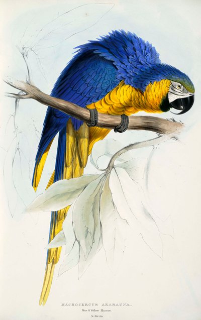 Blue-and-yellow Macaw by Edward Lear